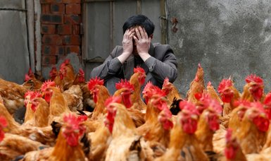 Lithuania reports outbreak of H5N1 bird flu on farm, WOAH says