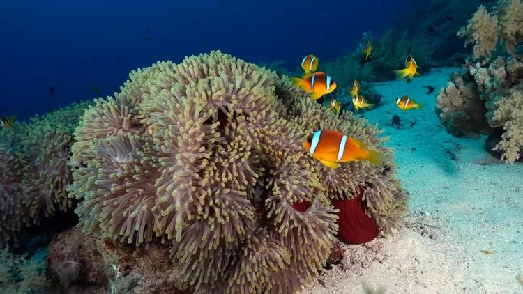 Colorful life in the depths of the Red Sea: Anemone City