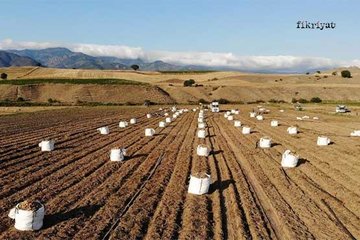 Patates, çiftçinin yüzünü güldürdü