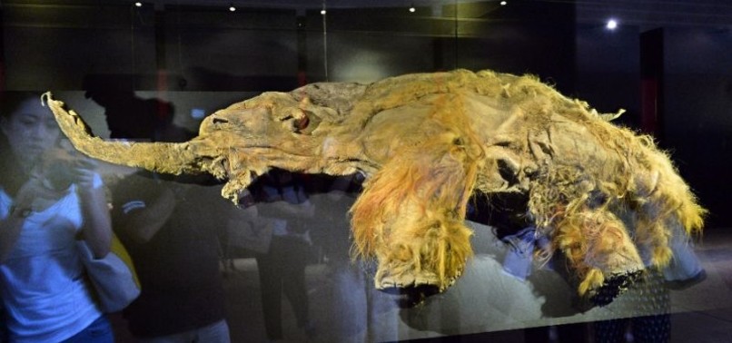 SCIENTISTS BRING BACK TO LIFE CELLS FROM 28,000-YEAR-OLD FROZEN WOOLLY MAMMOTH