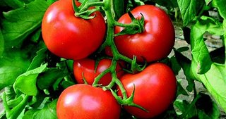 İsrail Türkiye’den ithal edilecek domatesin gümrük vergisinden muaf tutulmasına karar verdi