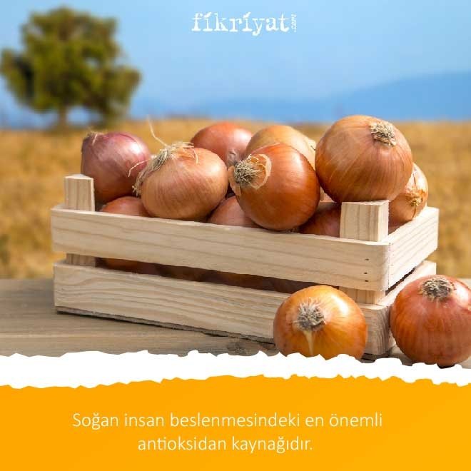 SOĞAN