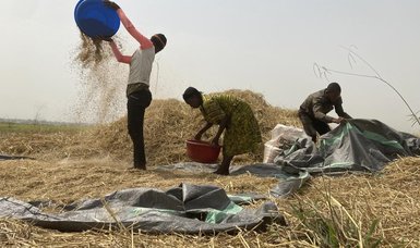 Hunger crisis looms in Nigeria's 'food basket' amid conflict