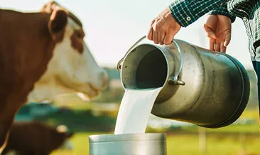 Nisan'da 994 bin 137 ton inek sütü toplandı