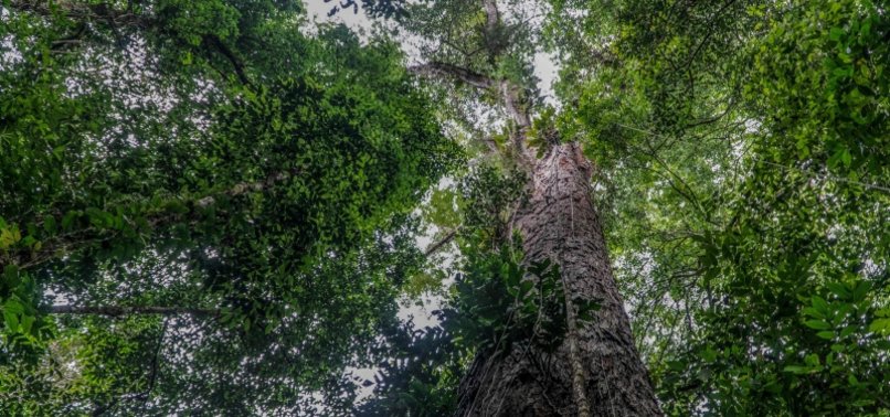 SCIENTISTS REACH TALLEST TREE EVER FOUND IN AMAZON