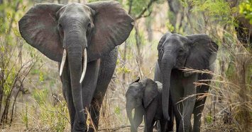 UN bans bringing African elephants from wild to zoos