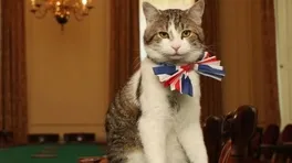 Kedi Larry 7. Başbakanını Görecek
