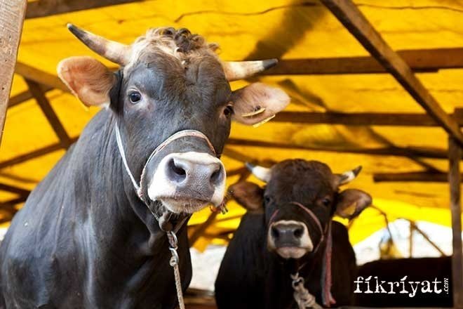 Kurban nasıl kesilir?