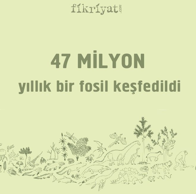 47 milyon yıllık bir fosil bulundu