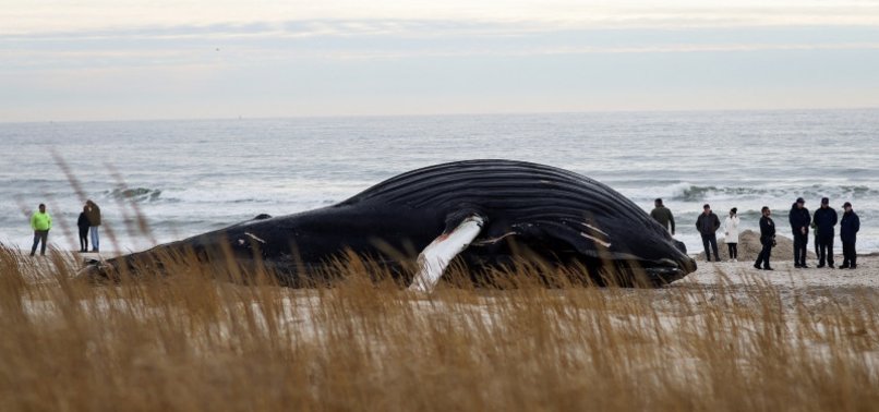 18 MYSTERIOUS WHALE DEATHS ON U.S. EAST COAST IN 2 MONTHS BAFFLING ENVIRONMENTALISTS