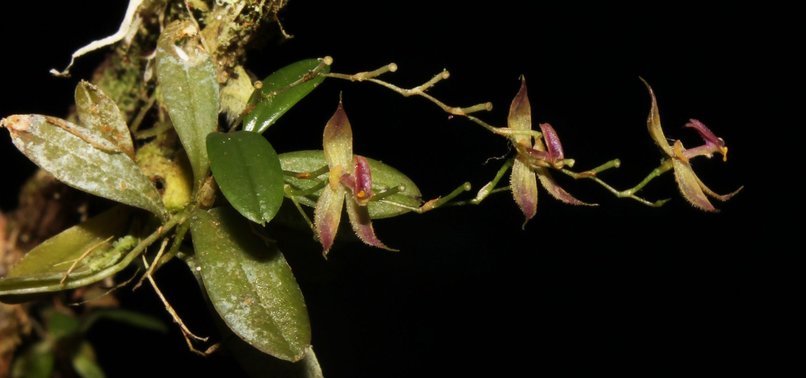 BOTANISTS DISCOVER NEW SPECIES OF ORCHID IN PERUS CENTRAL AMAZONIAN RAINFOREST