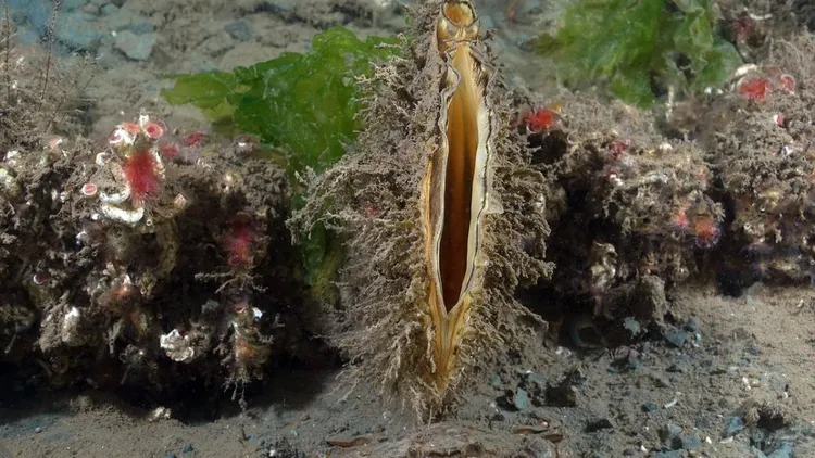 Marmara seabed footage shows marine life and mass die-off in deep waters