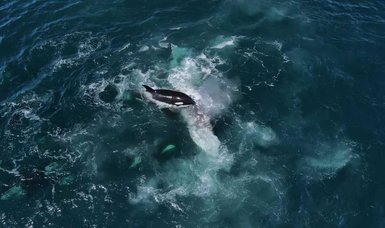 Killer whales' boat attacks likely a playful game, not aggression, sientists say
