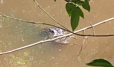 Florida man attacked by alligator after falling off bike