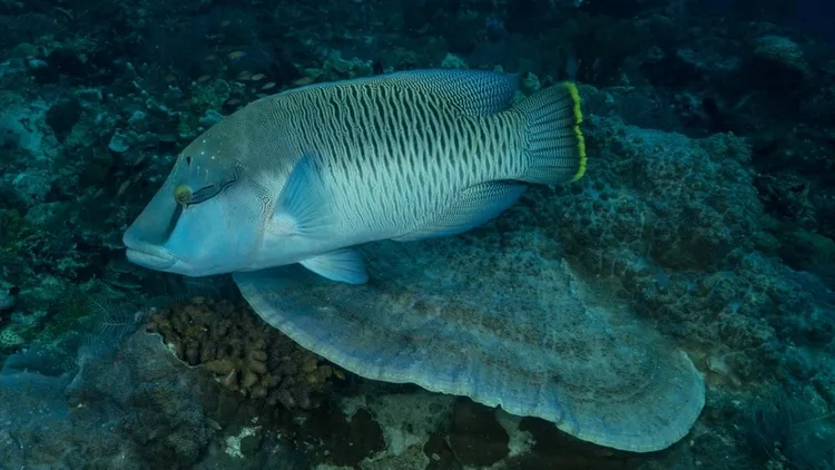 Rich underwater life of Sipadan Island