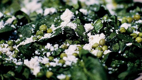 Tulum Peynirli Ispanak Salatası
