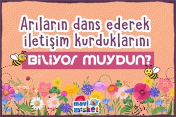 Arılar / MAVİMİSKET