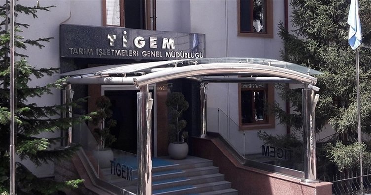 TİGEM, 400 reforme küçükbaş hayvan satacak