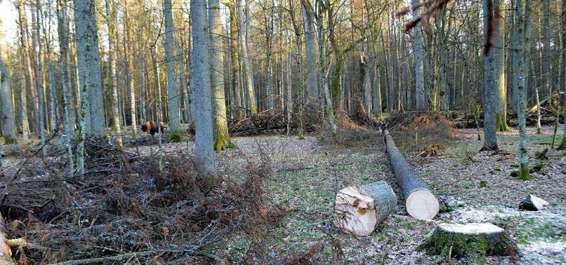 EU COURT ORDERS POLAND TO HALT LOGGING IN PRIMEVAL FOREST