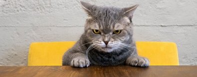 Petsektöründebayilikyarışıkızıştı