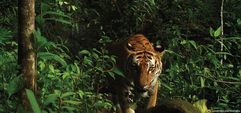 INDIAN OFFICERS MULL USING CALVIN KLEIN PERFUME TO CAPTURE KILLER TIGER