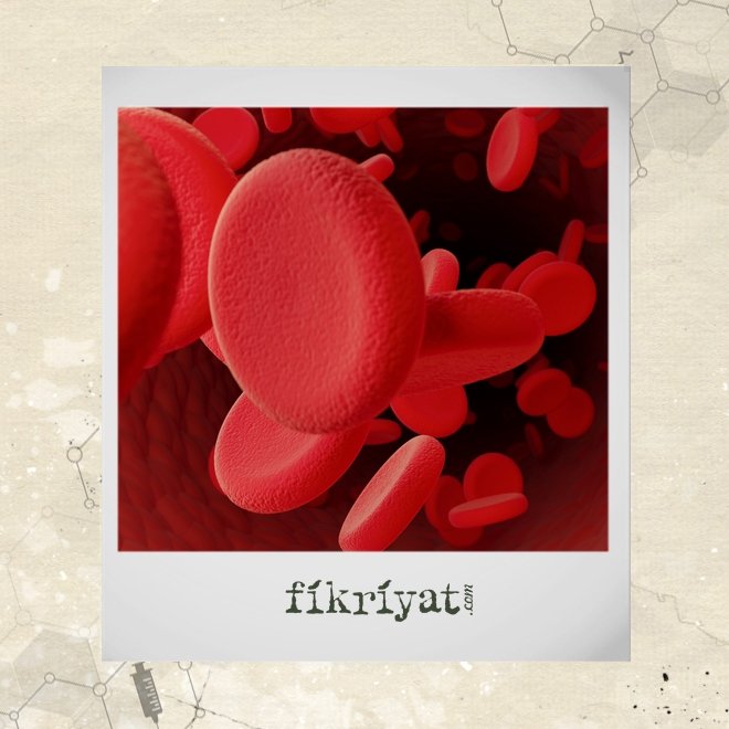 İBNÜ’N-NEFİS KİMDİR?