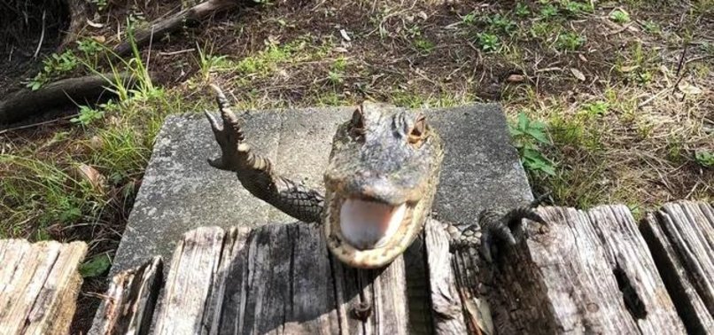 AMUSING PHOTO CAPTURES ALLIGATOR APPEARING TO SMILE AND WAVE