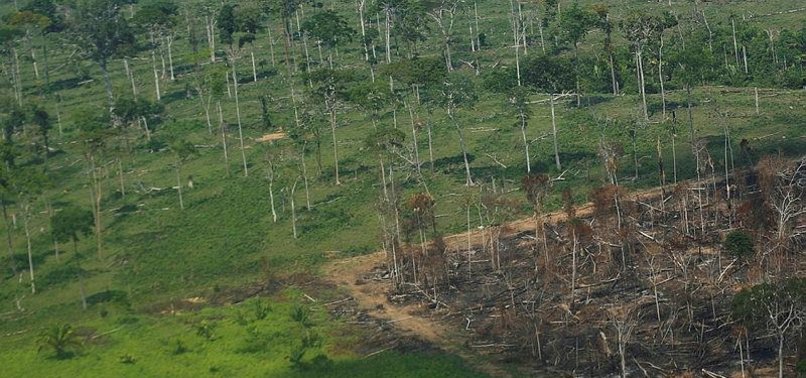 DEFORESTATION OF BRAZILIAN AMAZON RISES IN SEPTEMBER - SATELLITE DATA