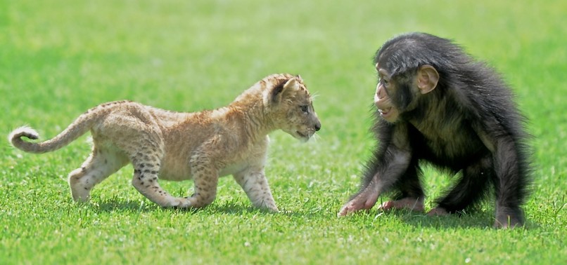 CHIMP PALS AROUND WITH LION CUB AT TURKEY’S LARGEST ZOO