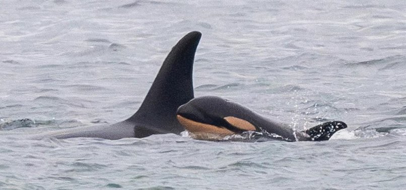 ENDANGERED ORCA TAHLEQUAH CARRIES EAD CALF AGAIN