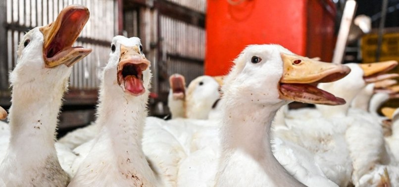 NO HUMAN-TO-HUMAN BIRD FLU TRANSMISSION FOUND IN CAMBODIA: OFFICIALS