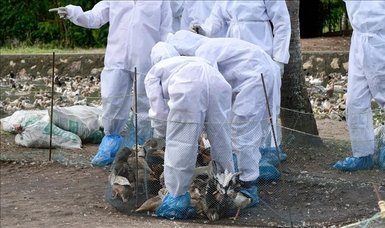 Bird flu outbreak detected in duck farm in southern Bulgaria