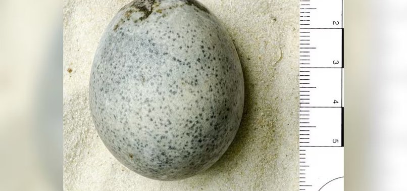 EGG FROM ROMAN TIMES FOUND IN ENGLAND STILL CONTAINS LIQUID