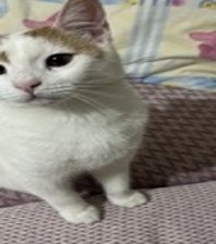 Tavşan 