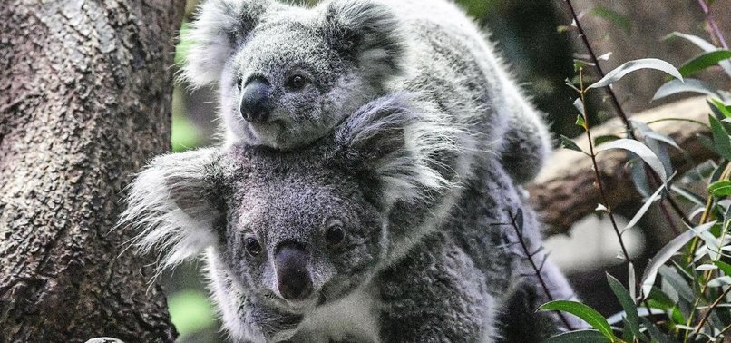 AUSTRALIA FACES A KOALA POPULATION CRISIS: EXCEEDING ECOSYSTEM CAPACITY