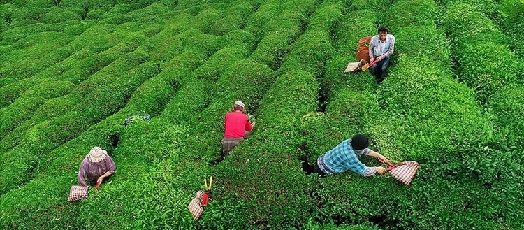 Rize’nin 8 aylık çay ihracatı