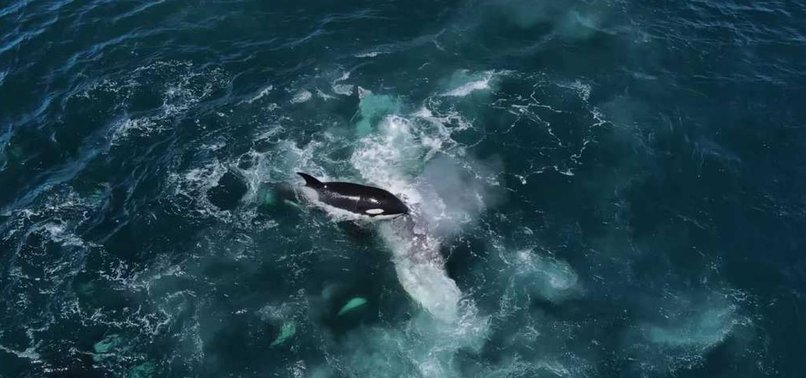 Scientists say:Killer whales boat attacks likely a playful game, not