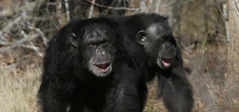 POLICE KILL 2 CHIMPANZEES AFTER ESCAPING FROM ZOO IN COLOMBIA
