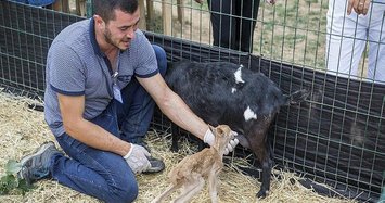 Abandoned fawn finds new mother in goat at Istanbul zoo