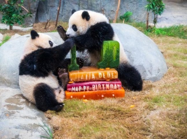 V Hongkongu praznovali prvi rojstni dan dvojčkov pand