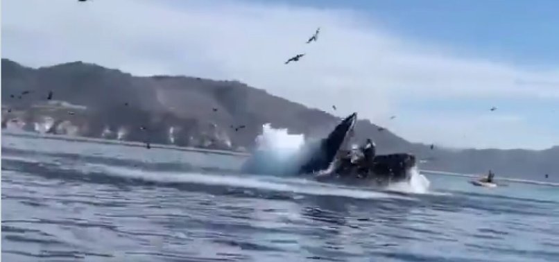 WHALE SWALLOWS TWO WOMEN, THEN SPITS THEM UNHARMED: VIDEO