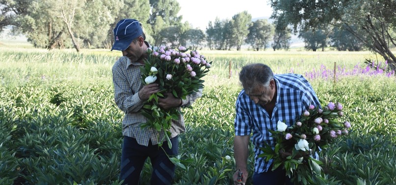 TURKISH GROWERS TO RIVAL NETHERLANDS WITH THE PEONY, THE QUEEN OF SPRING