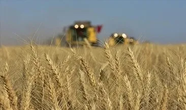 Buğday fiyatları 2 yılın zirvesinde