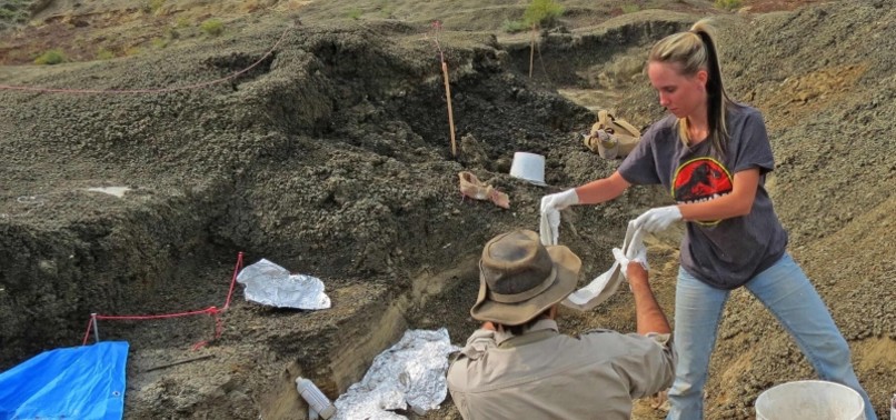 SCIENTISTS DISCOVER FOSSILS REVEALING HOW METEOR STRUCK EARTH 66 MILLION YEARS AGO