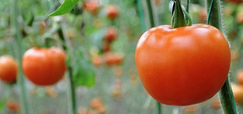 RUSSIA GIVES GREEN LIGHT TO IMPORT OF TURKISH TOMATOES