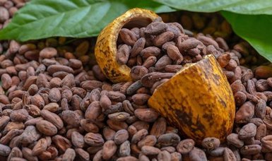 The benefits of a cup of cocoa for men
