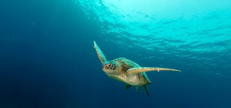 DOZENS OF SEA TURTLES STABBED TO DEATH OFF JAPAN ISLAND