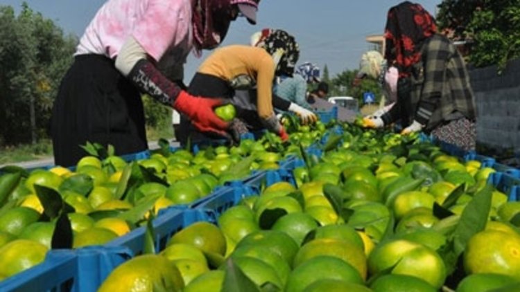 Türk narenciyesi 9 ayda 374 milyon dolar kazandırdı