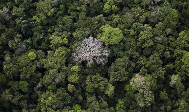 Amazon rainforest nations gather to forge shared policy in Brazil