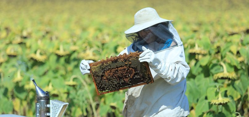 TURKEY WORLD’S SECOND LARGEST BEEKEEPING COUNTRY